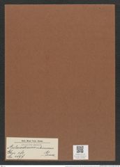 Aulacodiscus subrimosus Grun. (de-Toni-Nr.: Genus 182, Species 4597) Zeichnungen Sammlung Grunow Mappe 04498 (Herbarium_W_Grunow_drawings_Folder_04498)